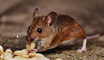 24 Hour & Emergency Exterminators in Hendersonville, TN